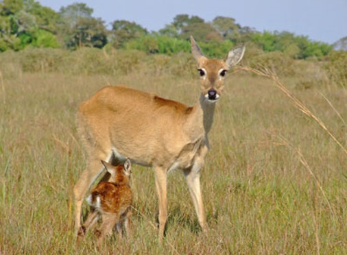 cervo-do-pantanal-filhote