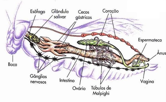 anatomia-de-um-artrópode
