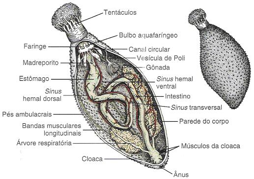 anatomia-do-pepino-do-mar